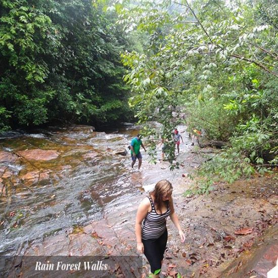 Kitulgala Rain Forest walks